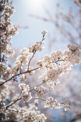 Sakura blossoms at Lake Kawaguchi, Japan 