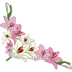 corner lilly flower on transparent background