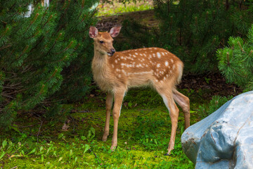Fototapeta premium 日本の野生動物 北海道阿寒湖 エゾシカ