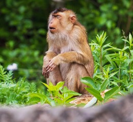 photo of a very tired pig-tailed macaque