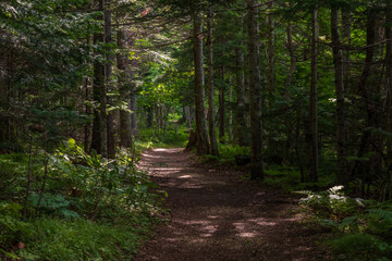 Obraz premium 日本の風景・夏 北海道阿寒町 阿寒湖畔の森