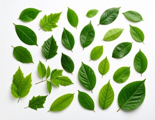 Naklejka premium green leaves isolated on white