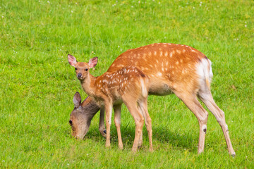 日本の野生動物　北海道阿寒湖　エゾシカ
