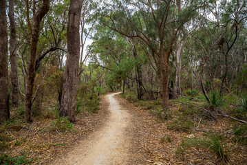 Scenic Dirt Path Through a Peaceful Forested Landscape in Daylight, Perth, Australia, 18 April 2020