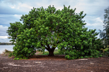 Large Green Tree in a Natural Landscape by a Calm Lake Monger View, Perth, Australia, 24 April 2020