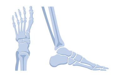 Obraz premium HumanBones-11.eps