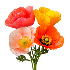 Iceland poppy bouquet isolated for floral designs, Iceland poppy bouquet isolated for botanical illustrations, Iceland poppy bouquet isolated for wedding invitations