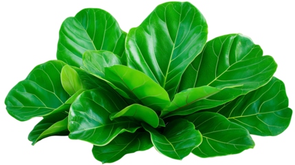 Fiddle Leaf Fig Plant Illustration with vibrant green leaves, fiddle leaf fig plant illustration in tropical decor, fiddle leaf fig plant illustration for interior design