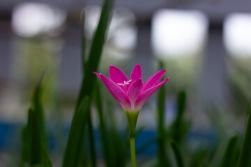 A stunning close-up of a vibrant fuchsia rain lily with a delicate white stamen, standing tall...