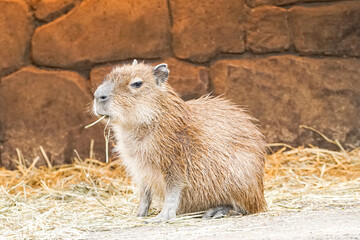 A capybara from the Hydrochoerinae family is seen up close, highlighting its distinct facial features and semi-aquatic adaptation in its habitat.