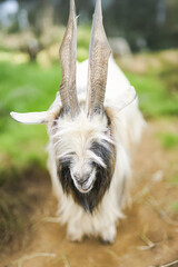 A majestic goat, likely a Girgentana with its distinctive long, spiraled horns, stands in a grassy outdoor setting