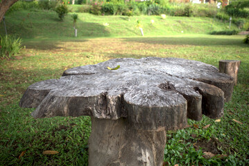 An asymmetrical old wood saw cut  for table or product display in the garden