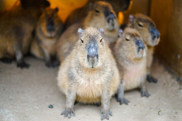 A group of Capybaras, the world's largest rodents, gather together, with one looking directly at the camera. These semi-aquatic mammals, native to South America