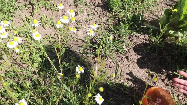 Ni&ntilde;a recogiendo flores de manzanilla con las manos en el campo