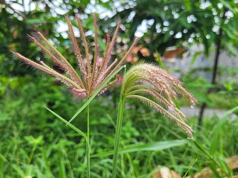 fresh morning dew seen on wet chloris gayana