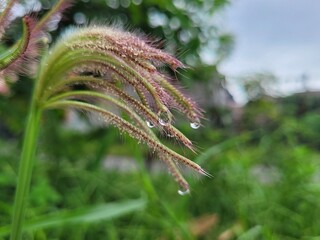 fresh morning dew seen on wet chloris gayana