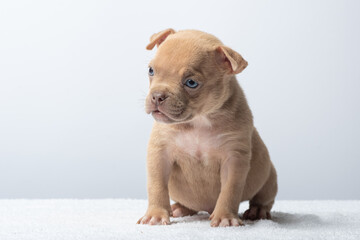 Cute brown puppy sitting and looking up on white background. Adorable brown puppy sitting and...