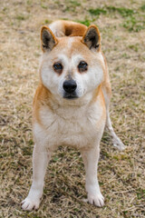Japanese Shiba Inu with alert eyes and upright posture. The dog bleeds from a small wound, adding emotional depth to this candid portrait in natural surroundings.