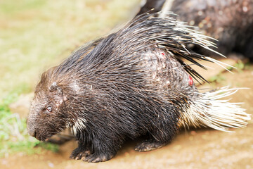 A Malayan porcupine, covered in sharp quills, is captured moving along the ground, showcasing its formidable natural defenses and dark fur.