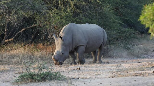 A massive white rhino bull scent marking