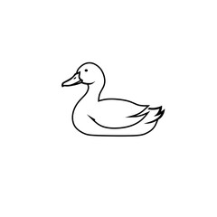 duck on white background