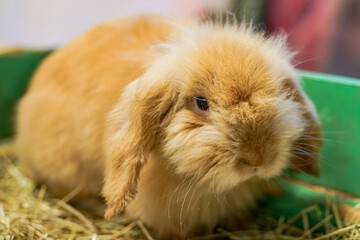 A fluffy, orange-brown American Fuzzy Lop rabbit, ( Oryctolagas Cuniculus)  a domestic breed known...