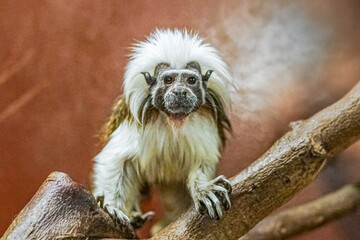 The cotton-top tamarin, a small New World monkey, has striking white hair atop its head, perched gracefully on a branch in its natural forest habitat.