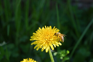 Fiore dente di leone giallo su prato verde con splendida ape sporca di polline giallo che vola e impollina, impollinazione api 