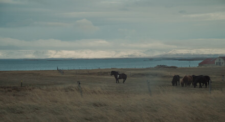 horses on the beach