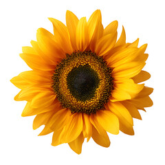 Fototapeta premium Single sunflower, centered, vibrant yellow, 4K, pure white background