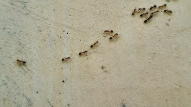 A group of red ants walking on the wall texture the afternoon