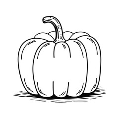 pumpkin on a white background