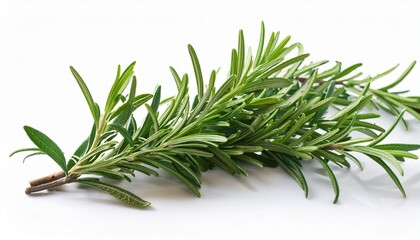 Fototapeta premium sprigs of rosemary isolated on white background rosemary rosemary