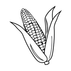 corn on a white background