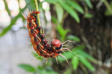 Selective focus. Big orange caterpillar with spines and scary eyes all around, and its hairs are poisonous. Big caterpillar in Thailand nature background
