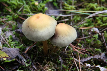 pilz