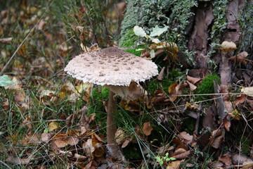Fototapeta premium pilz