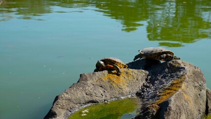 日本、東京、清澄庭園、江東区、都立庭園、池、築山、名石、回遊式林泉庭園、東京都指定名勝、涼亭