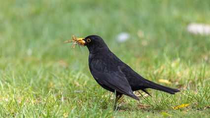 Amsel auf Futter suche