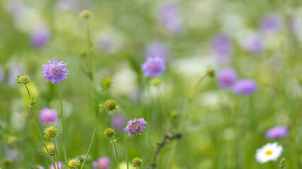 Blumenwiese