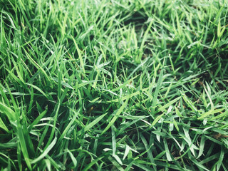 Green grass leaves background or texture