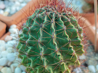 cactus tree in the garden