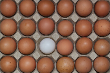 eggs in carton with one different egg