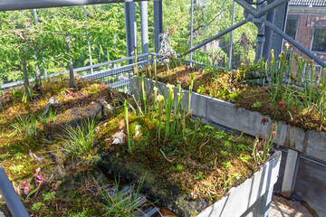 Hortus botanicus Leiden: Lush, biodiverse rooftop garden featuring various carnivorous plants and mosses thriving in a greenhouse setting, promoting urban ecology.
