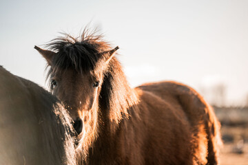 icelandic horse in natural area environment 