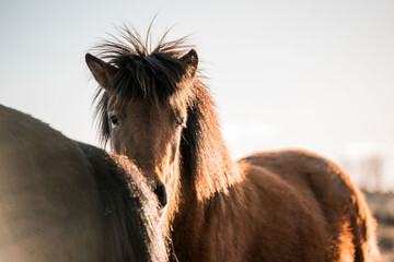 icelandic horse in natural area environment 