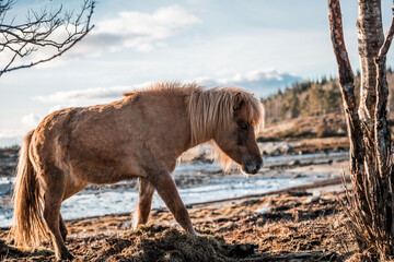 icelandic horse in natural area environment 