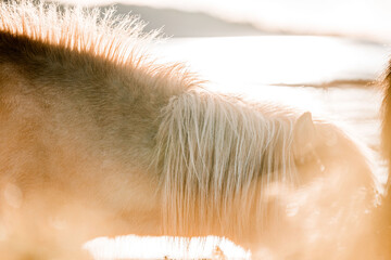 icelandic horse in natural area environment 