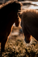beautiful icelandic horses natural pony in pretty nature environment 