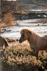 beautiful icelandic horses natural pony in pretty nature environment 